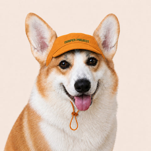 A corgi wearing the Amber Dog Cap