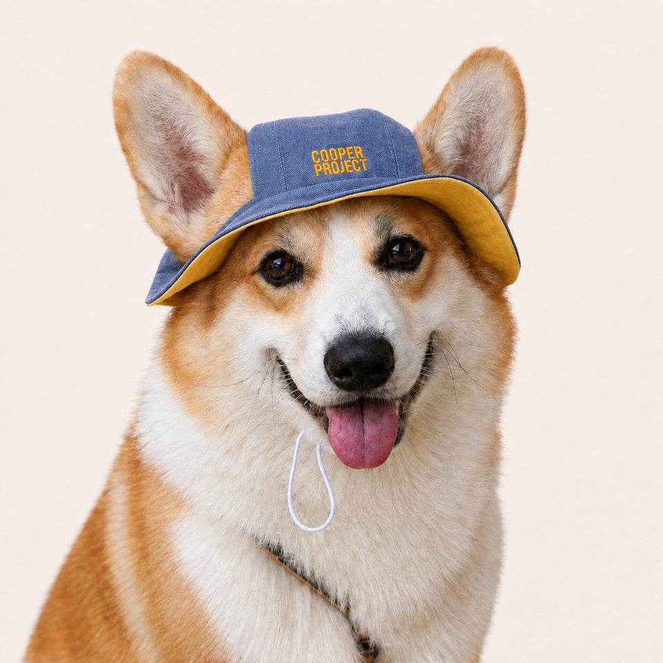 A corgi wearing the Blue Dog Bucket Hat — Yellow Lining