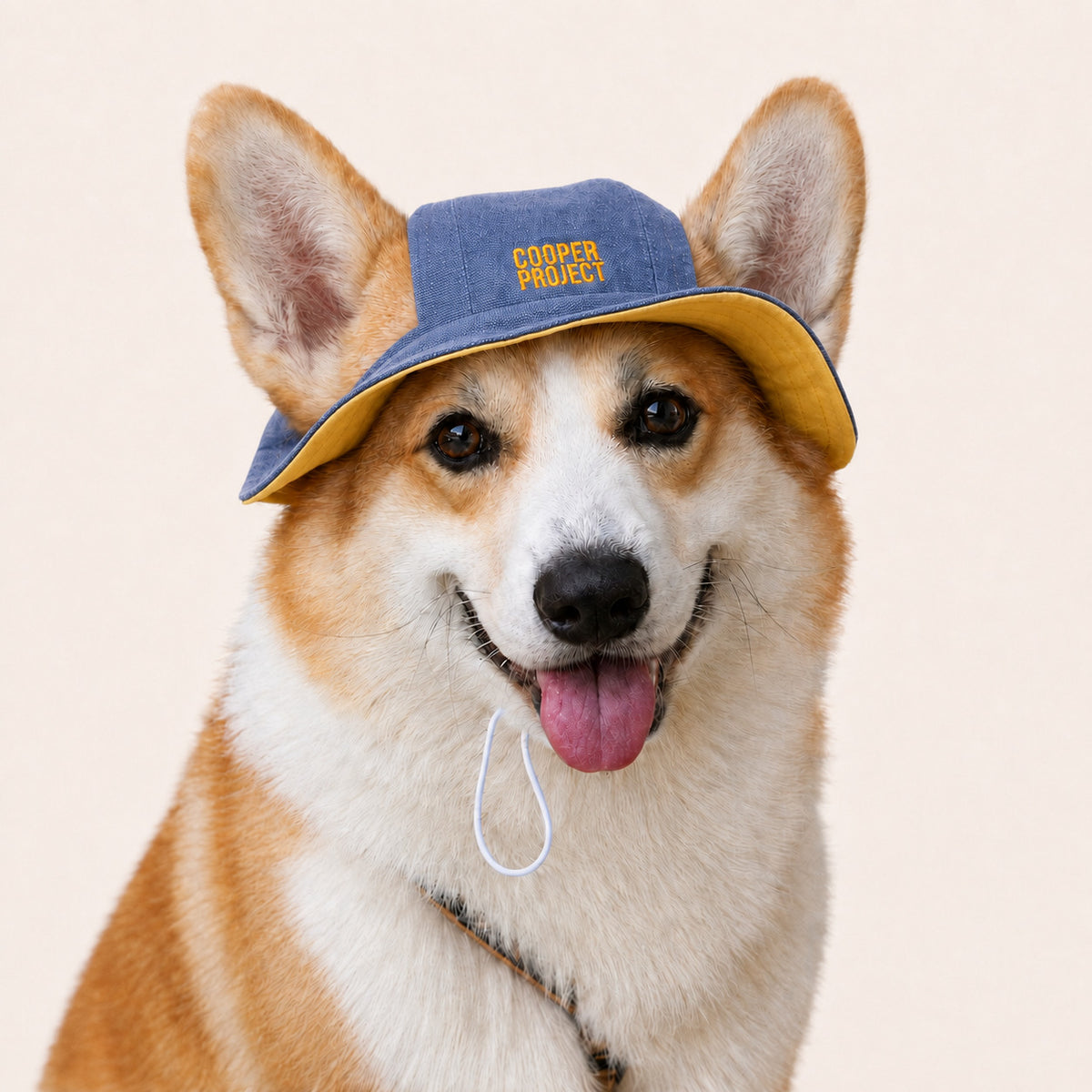 A corgi wearing the Blue Dog Bucket Hat — Yellow Lining