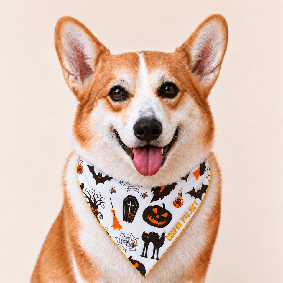 A corgi wearing the Halloween Dog Bandana — Orange Reverse