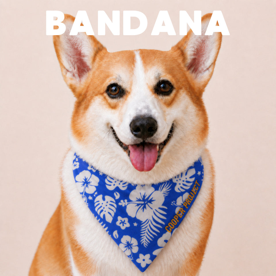 A corgi wearing the Hawaii Dog Bandana
