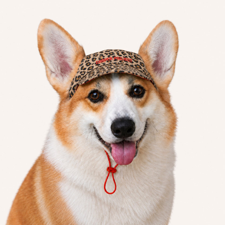 A corgi wearing the Leopard Dog Cap