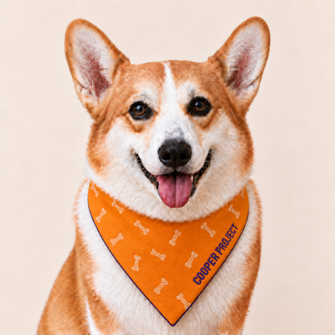 A corgi wearing the Orange Bone Dog Bandana — Violet Reverse