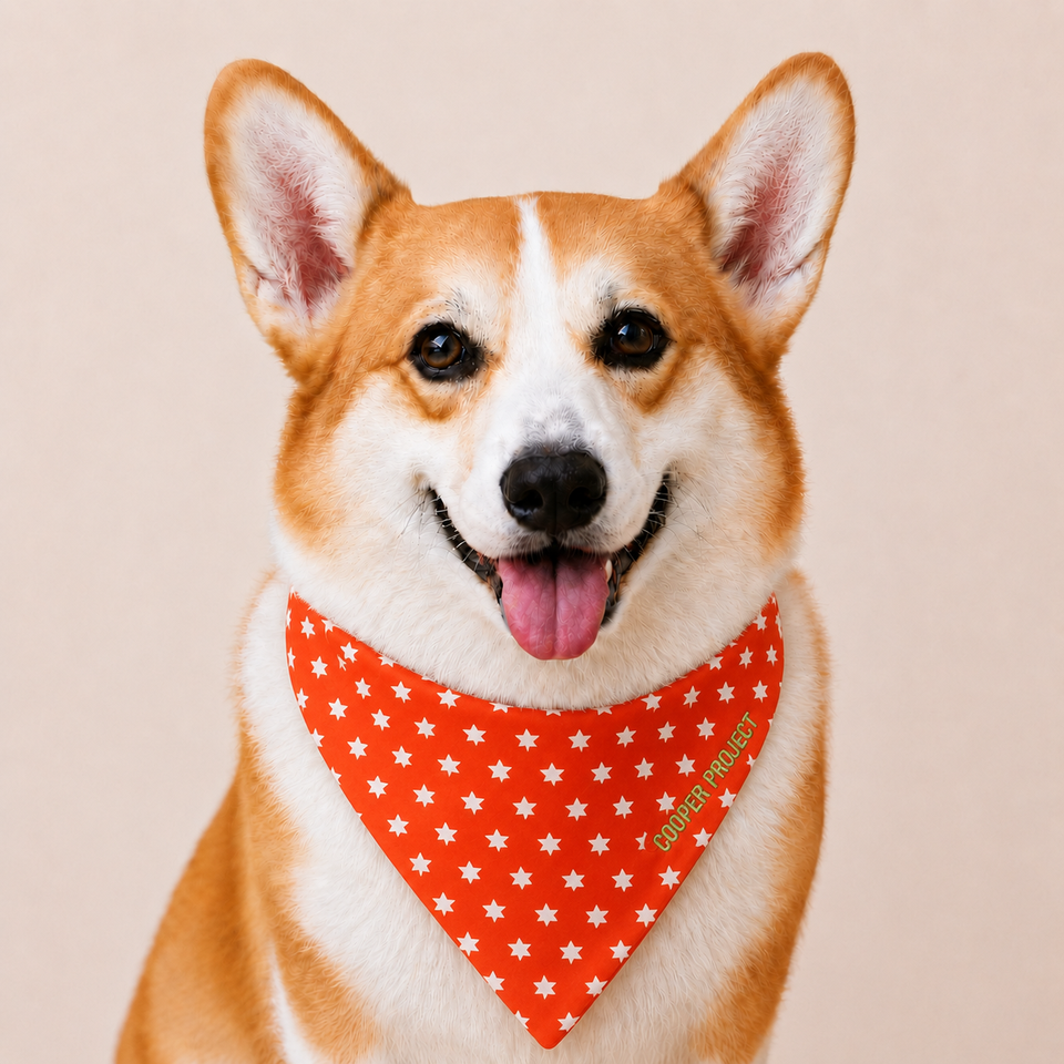 A corgi wearing the Orange Star Dog Bandana