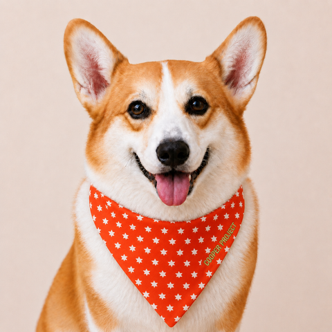 A corgi wearing the Orange Star Dog Bandana