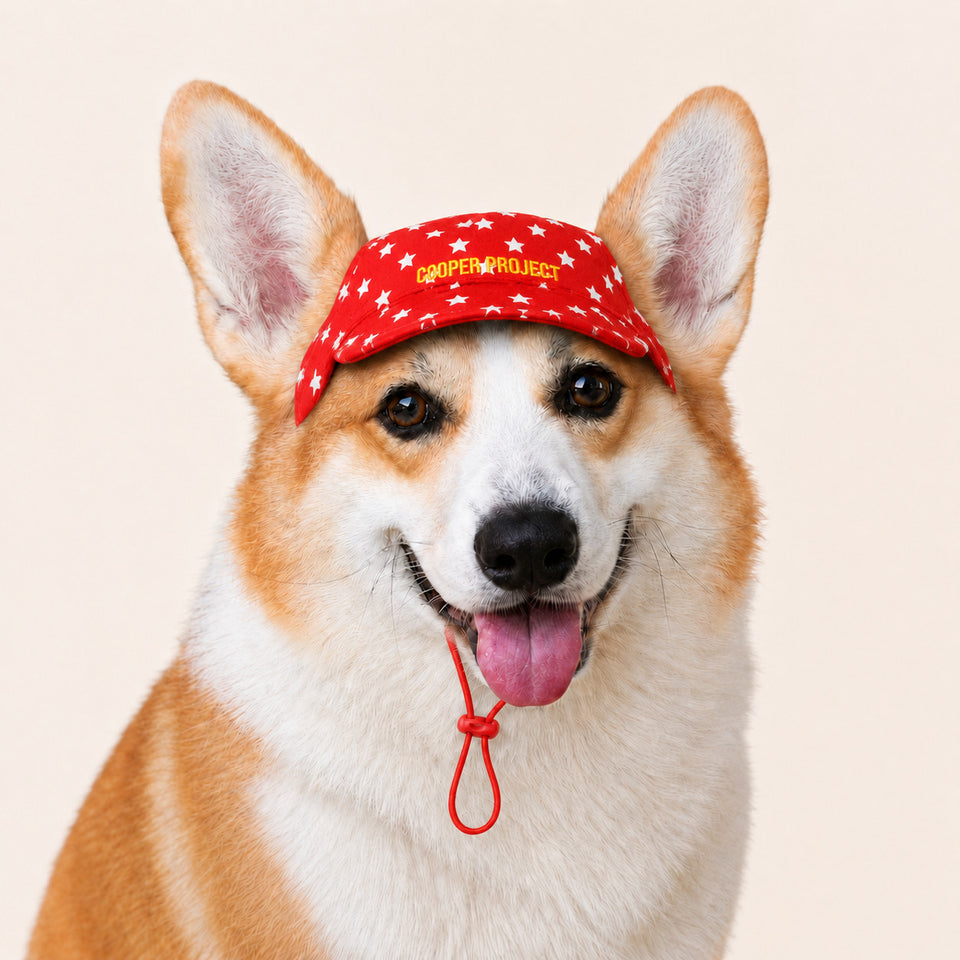 A corgi wearing the Red Star Dog Cap