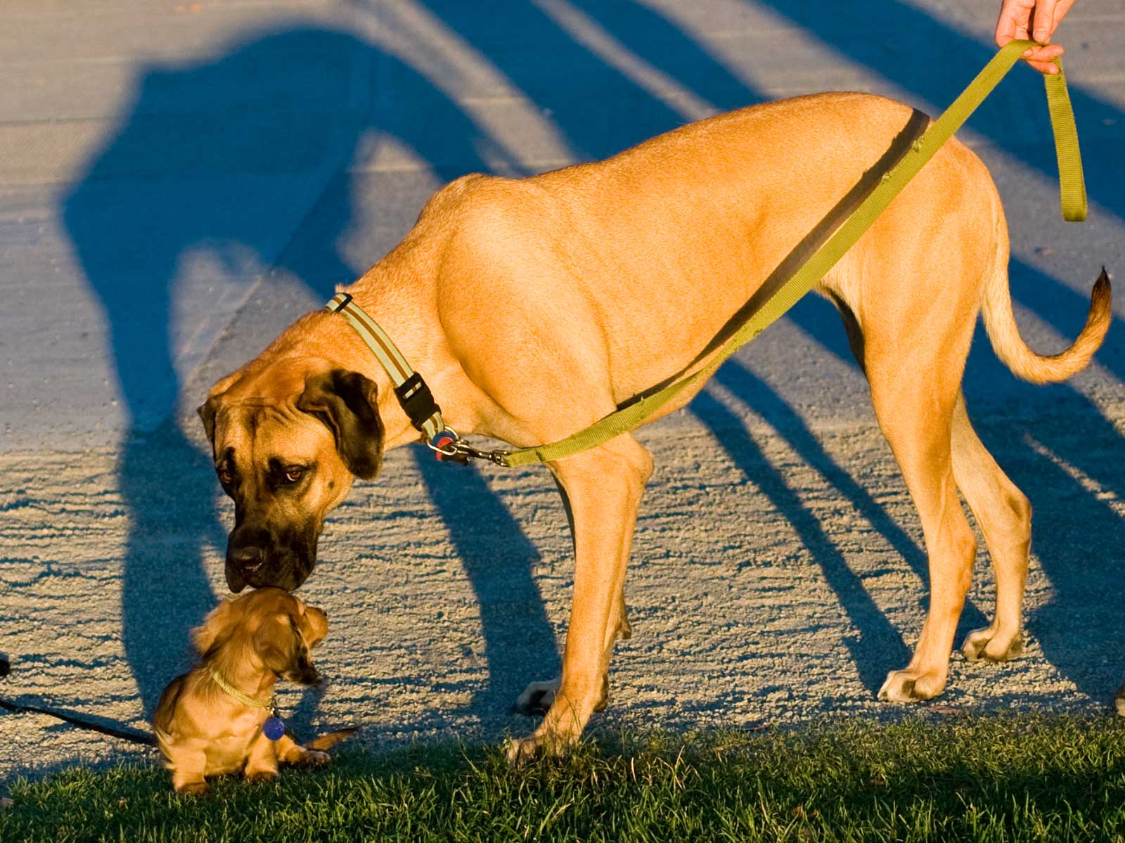Große Deutsche Dogge beschnuppert einen jungen Dackel auf einem Weg am Strand