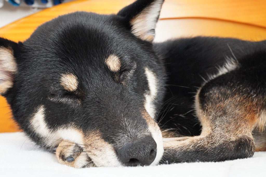 Dog asleep on a white blanket