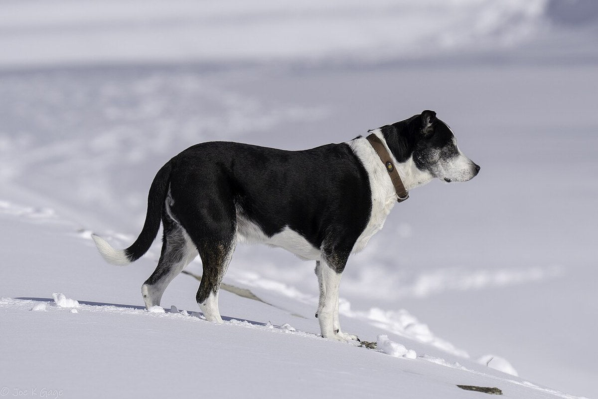 Dog standing side on in snow, the view you need when you measure a dog for a jumper
