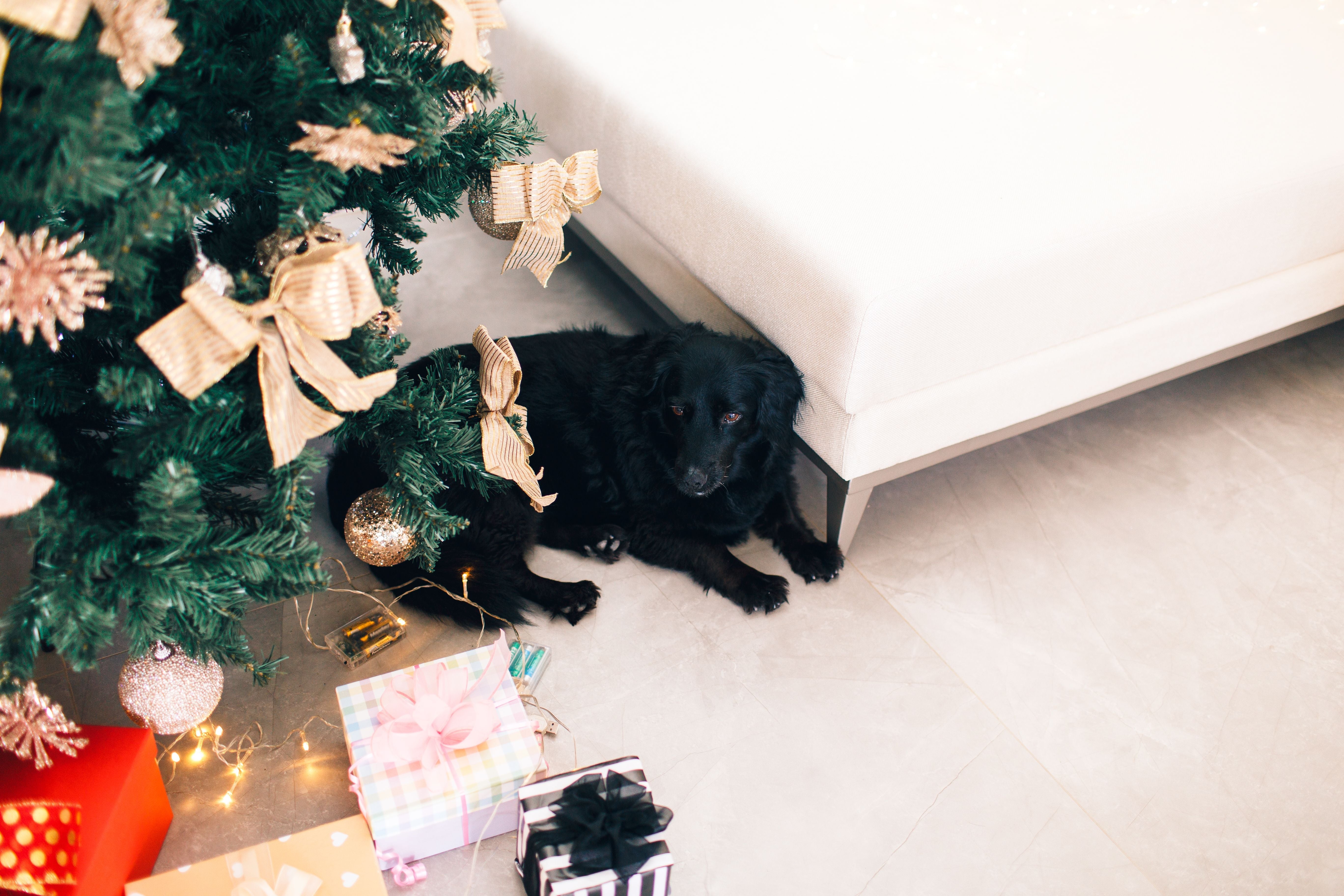 Schwarzer Hund liegt neben einem geschmückten Weihnachtsbaum zwischen verpackten Geschenken