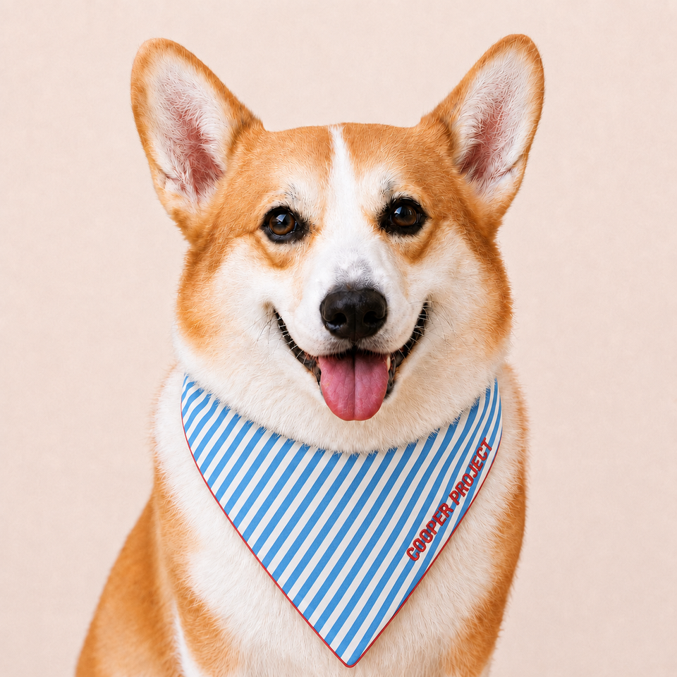 A corgi wearing the Blue Stripe Dog Bandana — Red Reverse