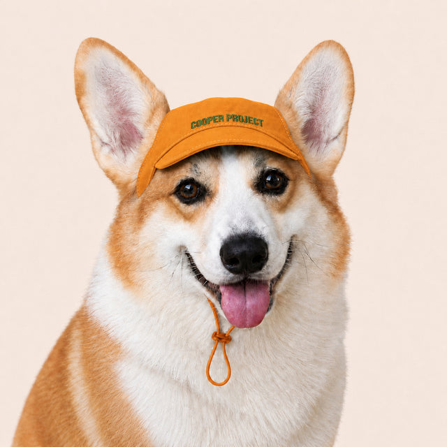 A corgi wearing the Amber Dog Cap