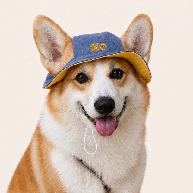 A corgi wearing the Blue Dog Bucket Hat — Yellow Lining