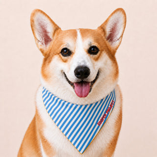 A corgi wearing the Blue Stripe Dog Bandana — Yellow Reverse
