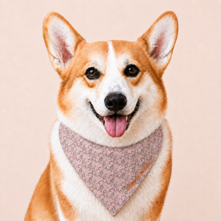 A corgi wearing the Blush Floral Dog Bandana