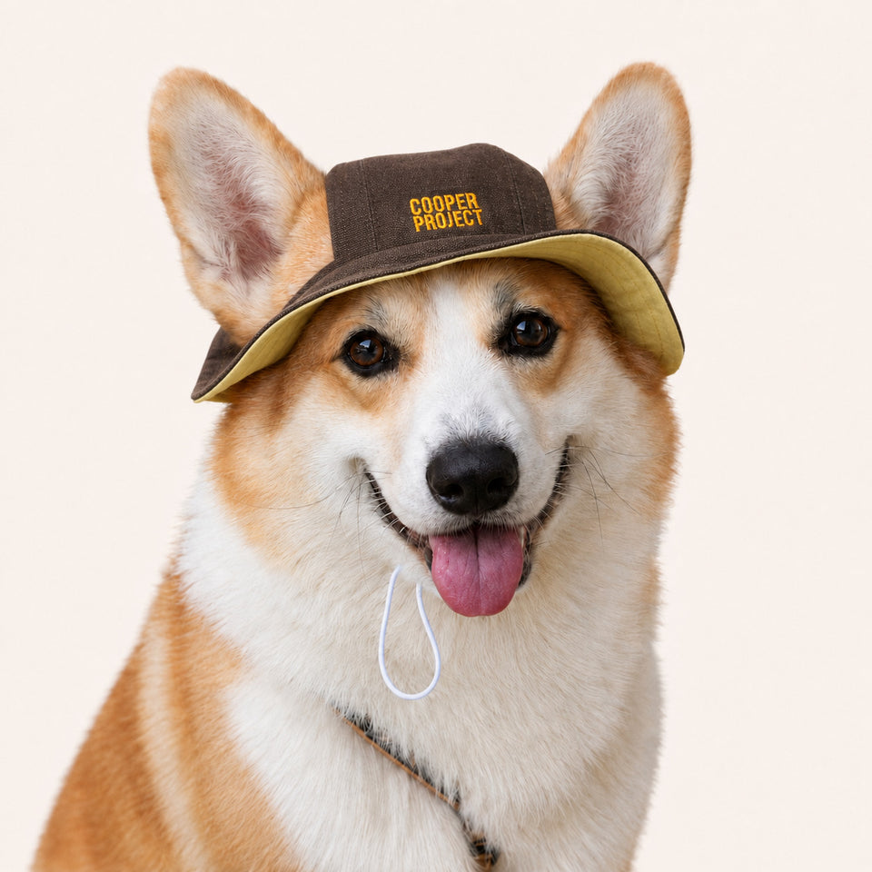 A corgi wearing the Brown Dog Bucket Hat — Yellow Lining