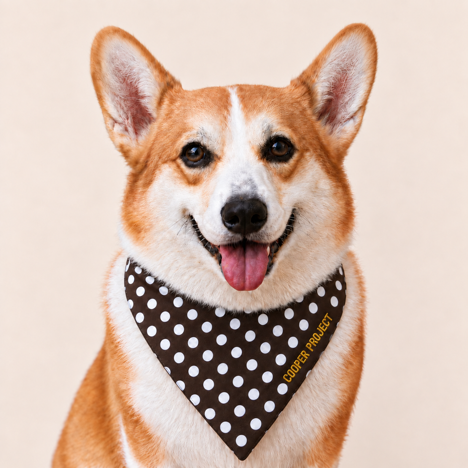 A corgi wearing the Brown Polka Dot Dog Bandana