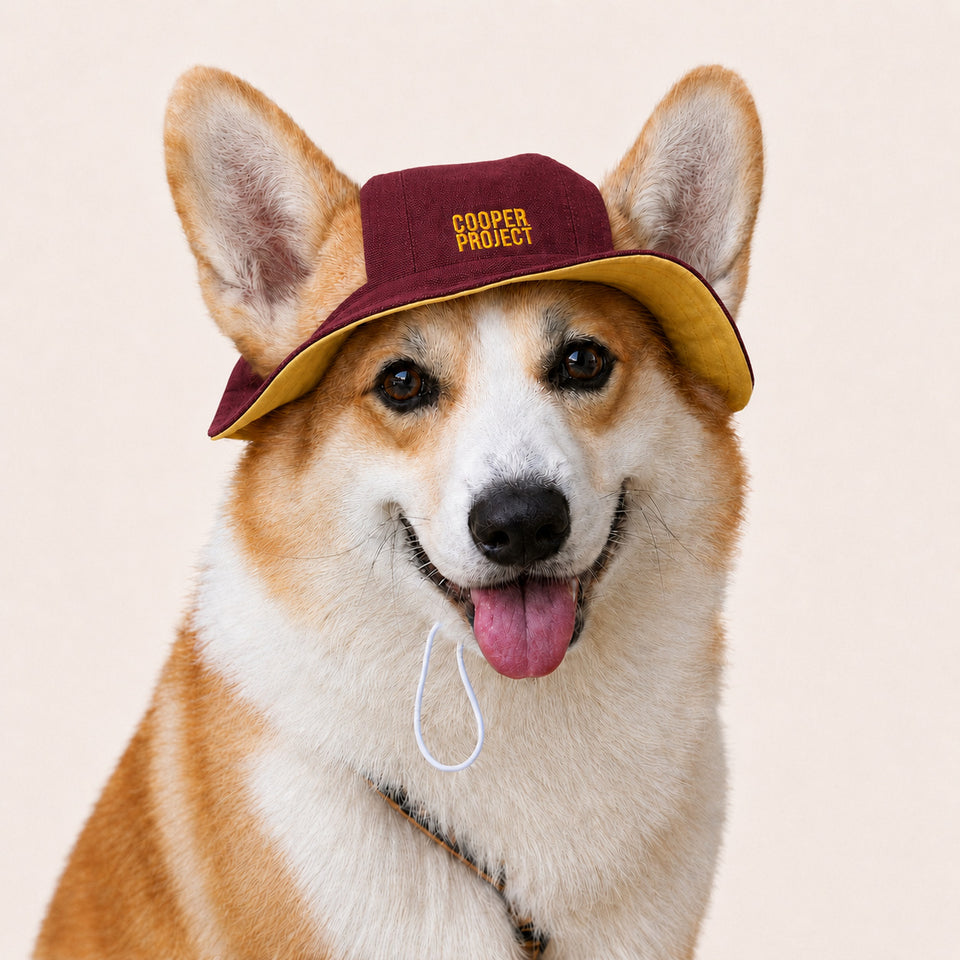 A corgi wearing the Burgundy Dog Bucket Hat — Yellow Lining