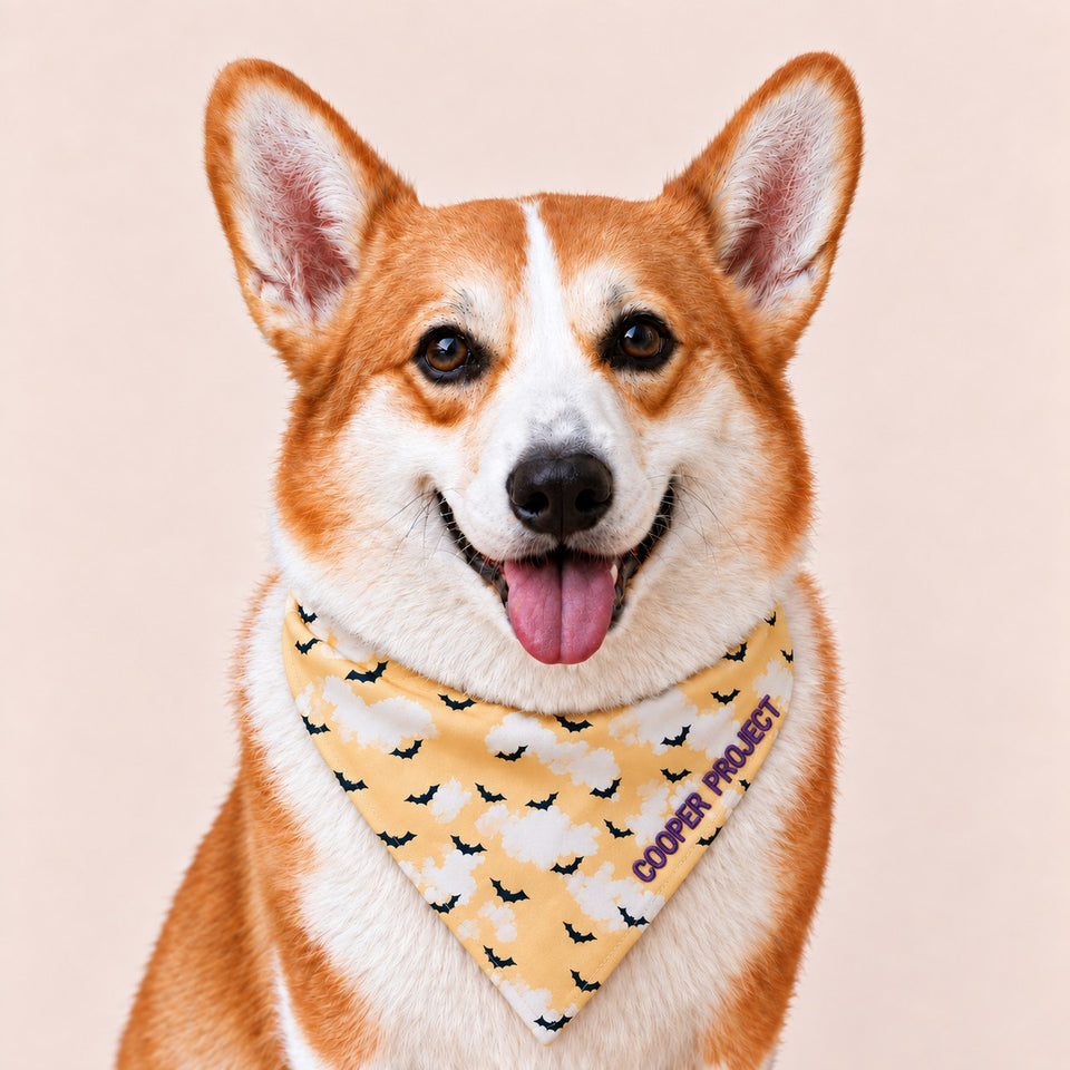 A corgi wearing the Cloudy Bats Dog Bandana
