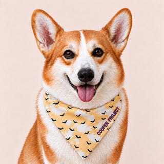 A corgi wearing the Cloudy Bats Dog Bandana