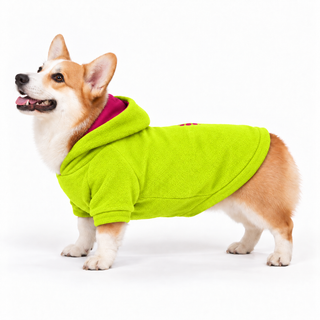 Corgi wearing a lime dog fleece hoodie, side profile, standing