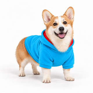 Corgi wearing a sky dog fleece hoodie, three-quarter front view, standing