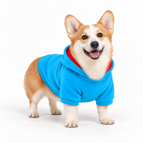 Corgi wearing a sky dog fleece hoodie, three-quarter front view, standing