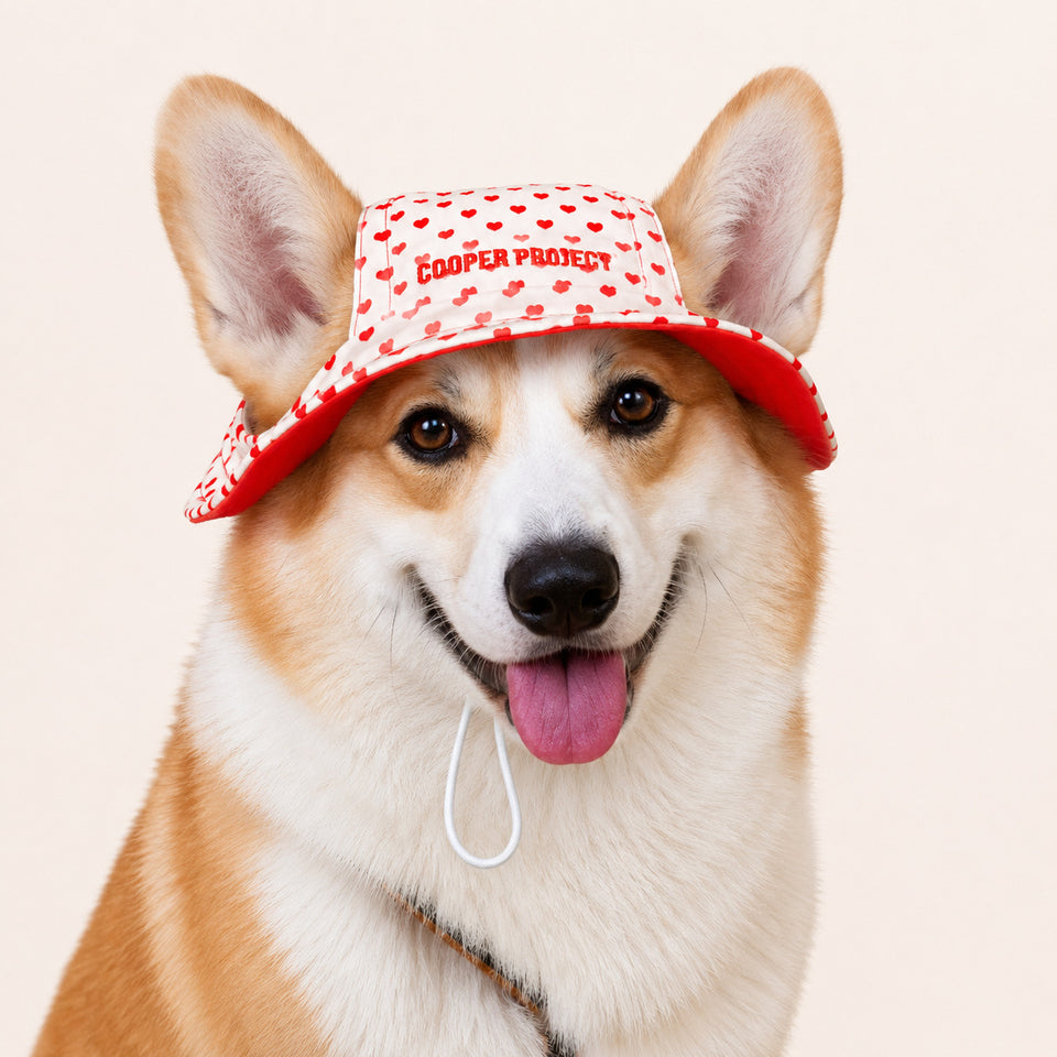 A corgi wearing the Hearts Dog Bucket Hat
