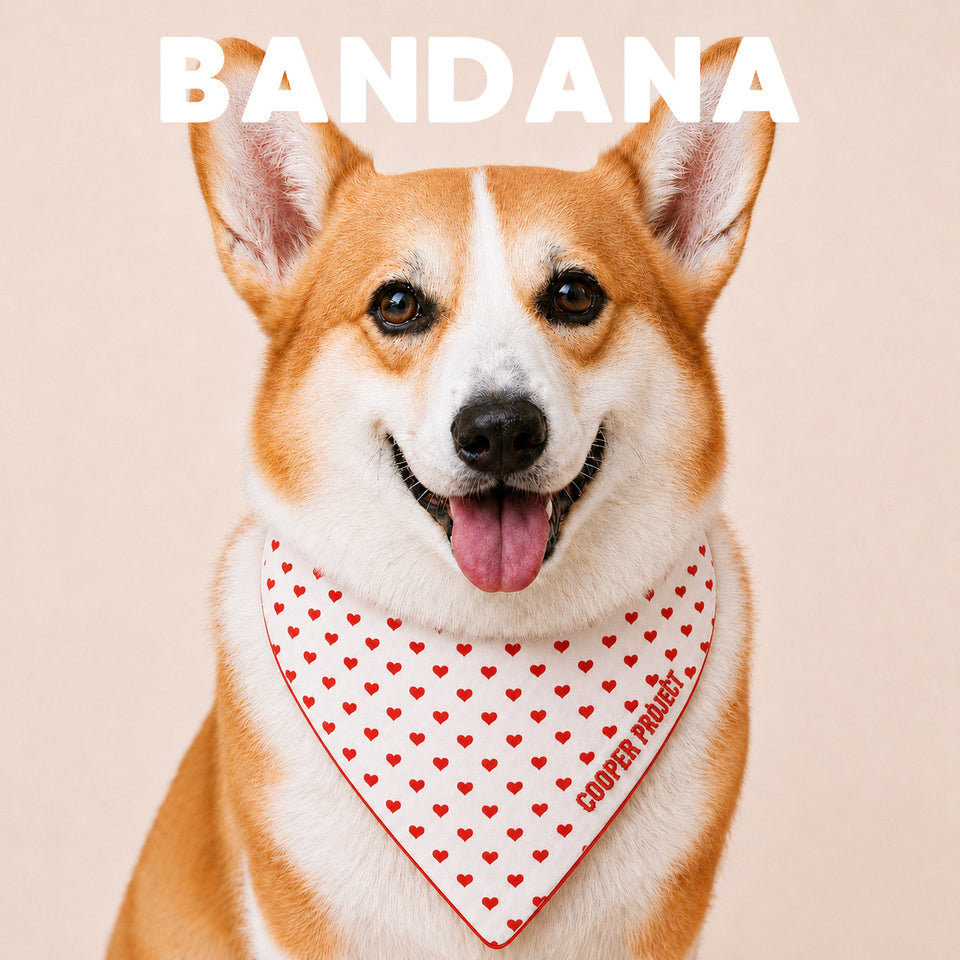 A corgi wearing the Hearts Dog Bandana — Red Reverse