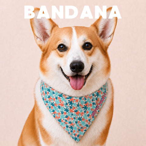 A corgi wearing the Hemp Leaf Dog Bandana