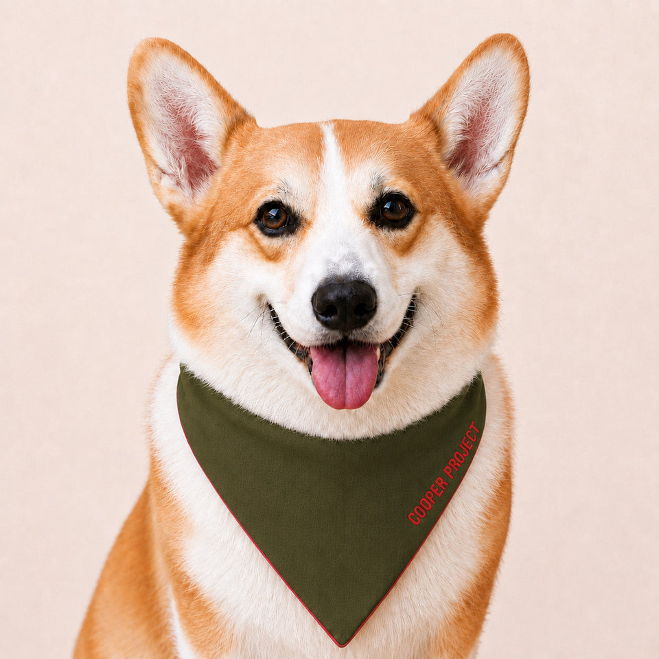 A corgi wearing the Khaki Dog Bandana — Red Reverse