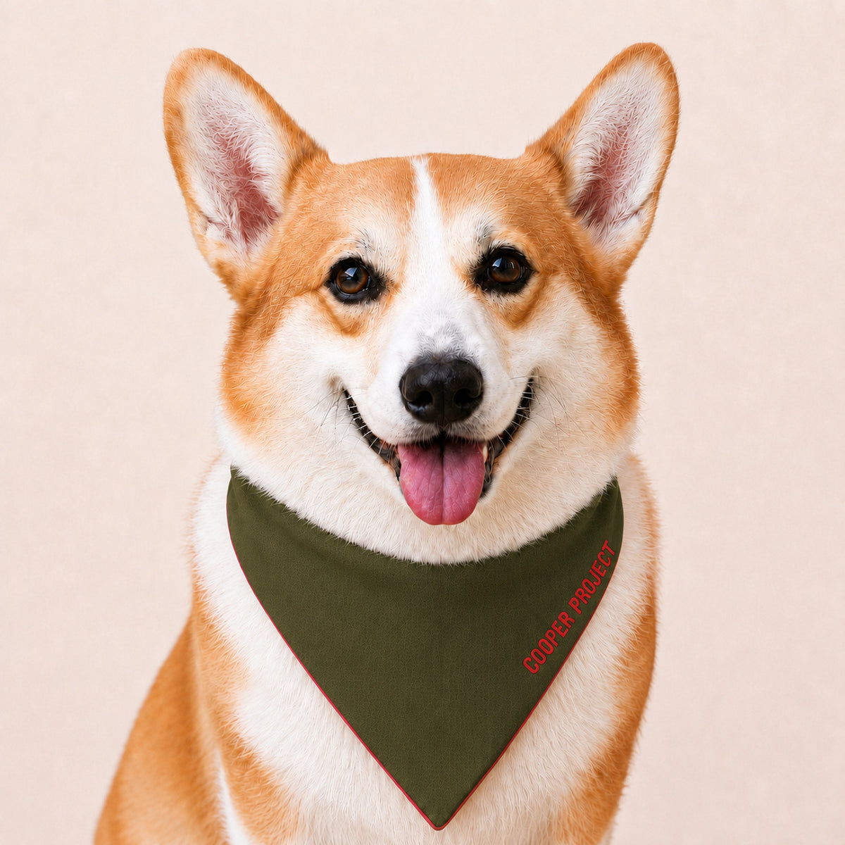 A corgi wearing the Khaki Dog Bandana — Red Reverse