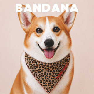 A corgi wearing the Leopard Dog Bandana — Red Reverse
