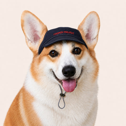 A corgi wearing the Navy Dog Cap