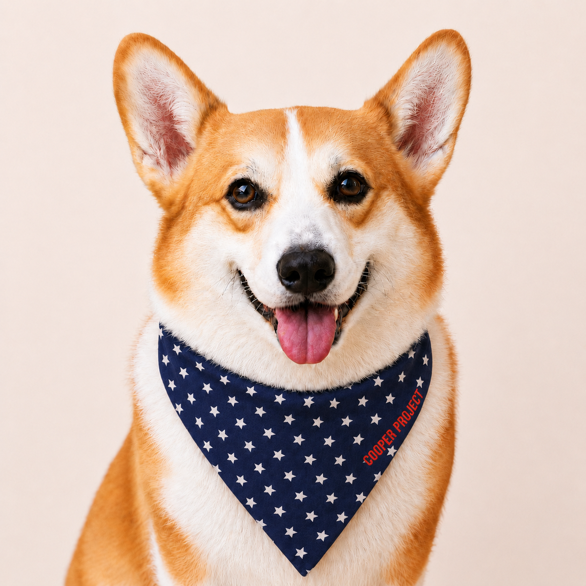 A corgi wearing the Navy Star Dog Bandana