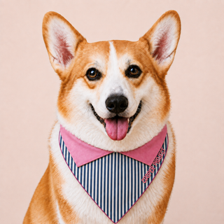 A corgi wearing the Navy Stripe Dog Bandana — Pink Reverse