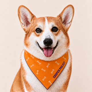A corgi wearing the Orange Bone Dog Bandana — Violet Reverse