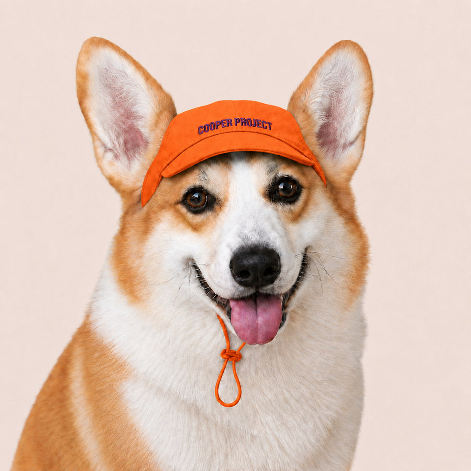 A corgi wearing the Orange Dog Cap