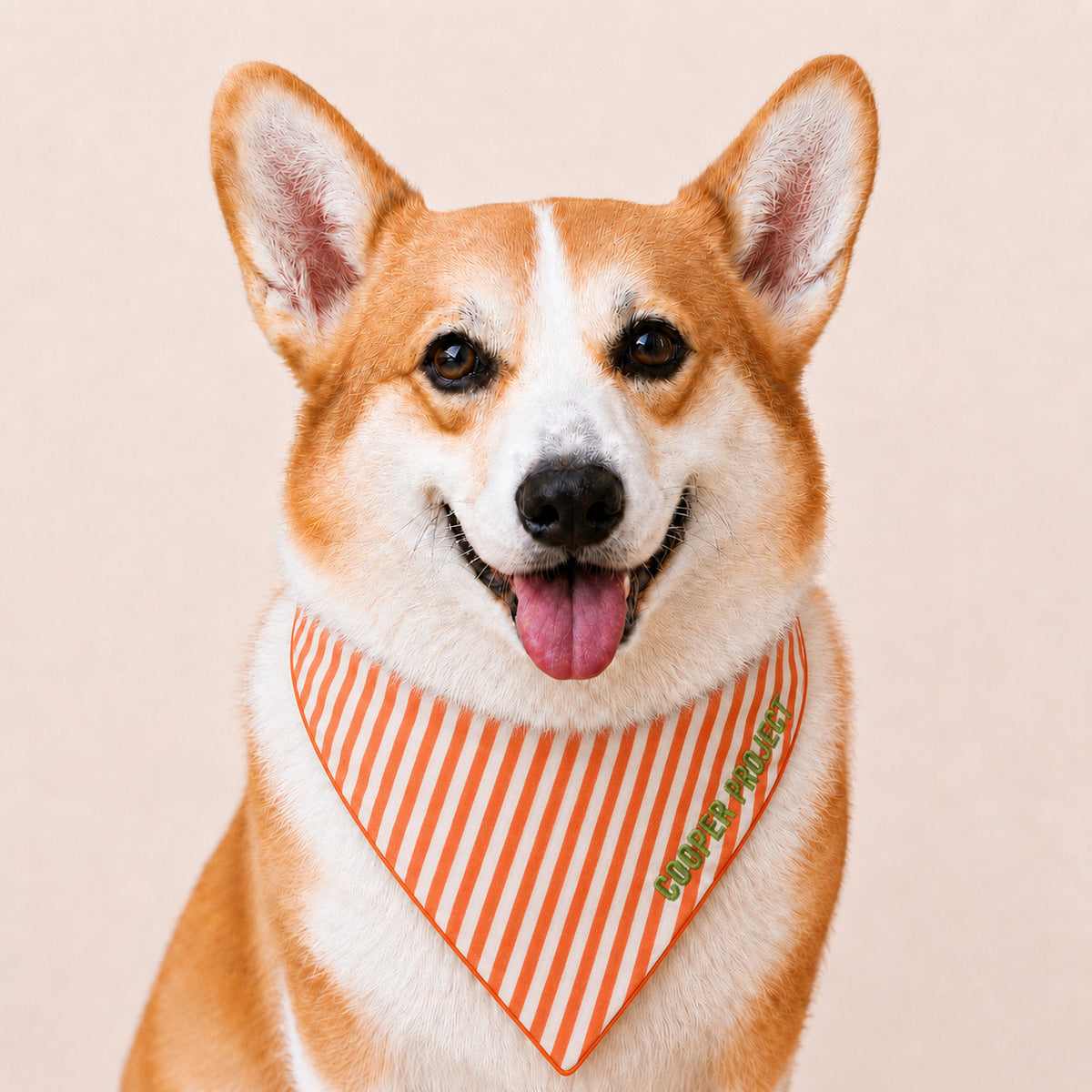 A corgi wearing the Orange Stripe Dog Bandana — Orange Reverse
