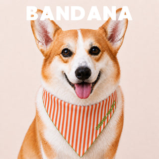 A corgi wearing the Orange Stripe Dog Bandana — Sage Reverse