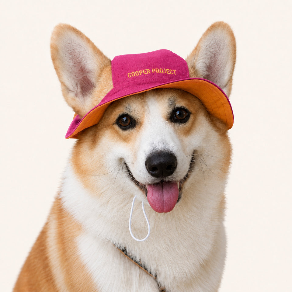 A corgi wearing the Pink Dog Bucket Hat — Yellow Lining