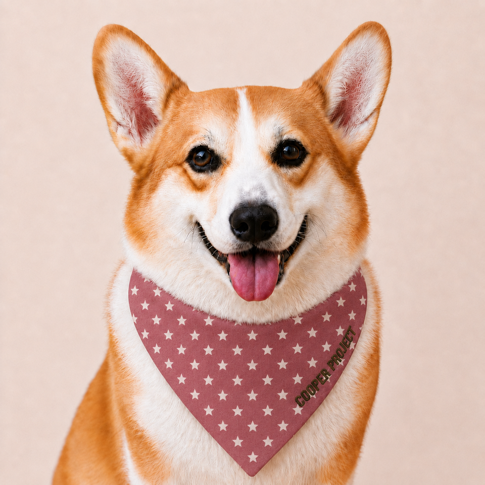 A corgi wearing the Rose Star Dog Bandana