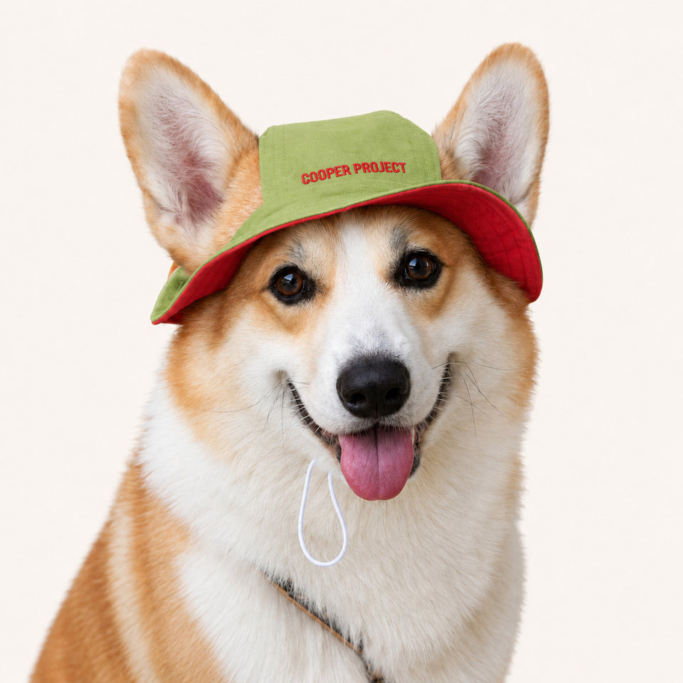 A corgi wearing the Sage Dog Bucket Hat — Red Lining