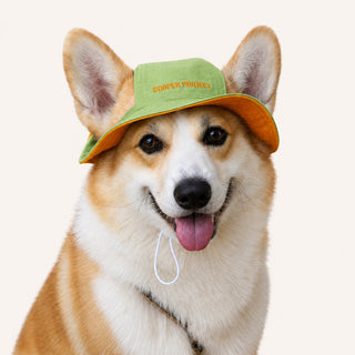 A corgi wearing the Sage Dog Bucket Hat — Yellow Lining
