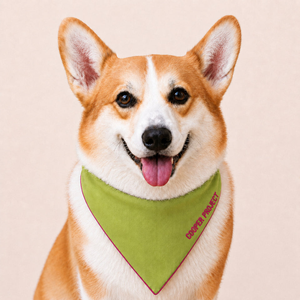 A corgi wearing the Sage Dog Bandana — Raspberry Reverse