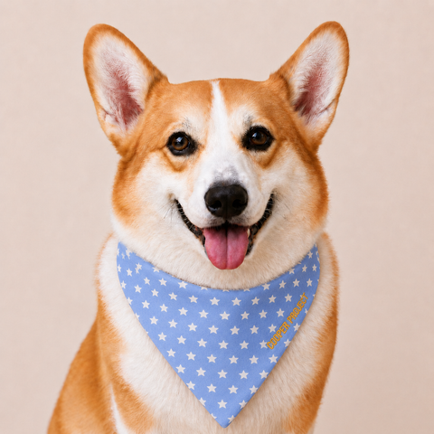 A corgi wearing the Sky Blue Star Dog Bandana