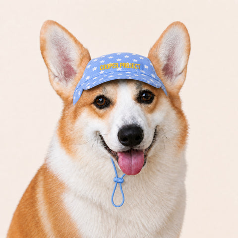 A corgi wearing the Sky Star Dog Cap