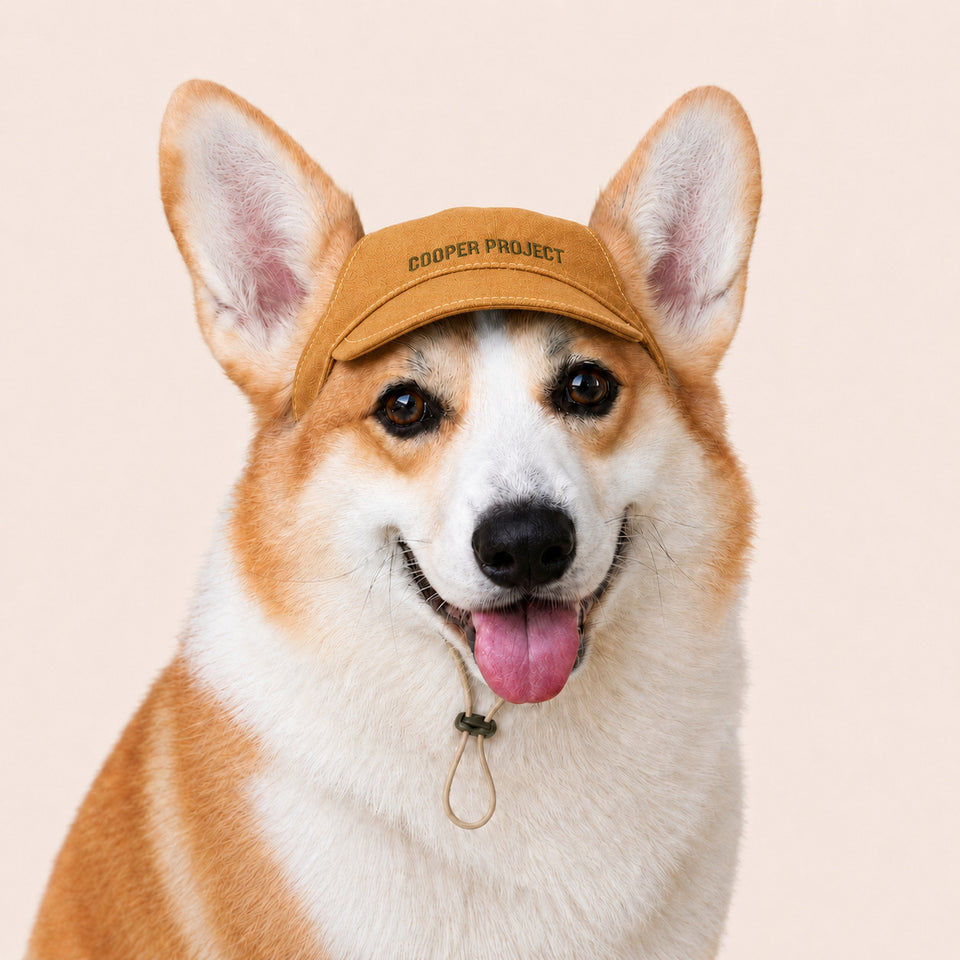 A corgi wearing the Tan Dog Cap
