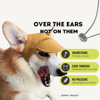 How the Tan Dog Cap sits: over the ears, not on them