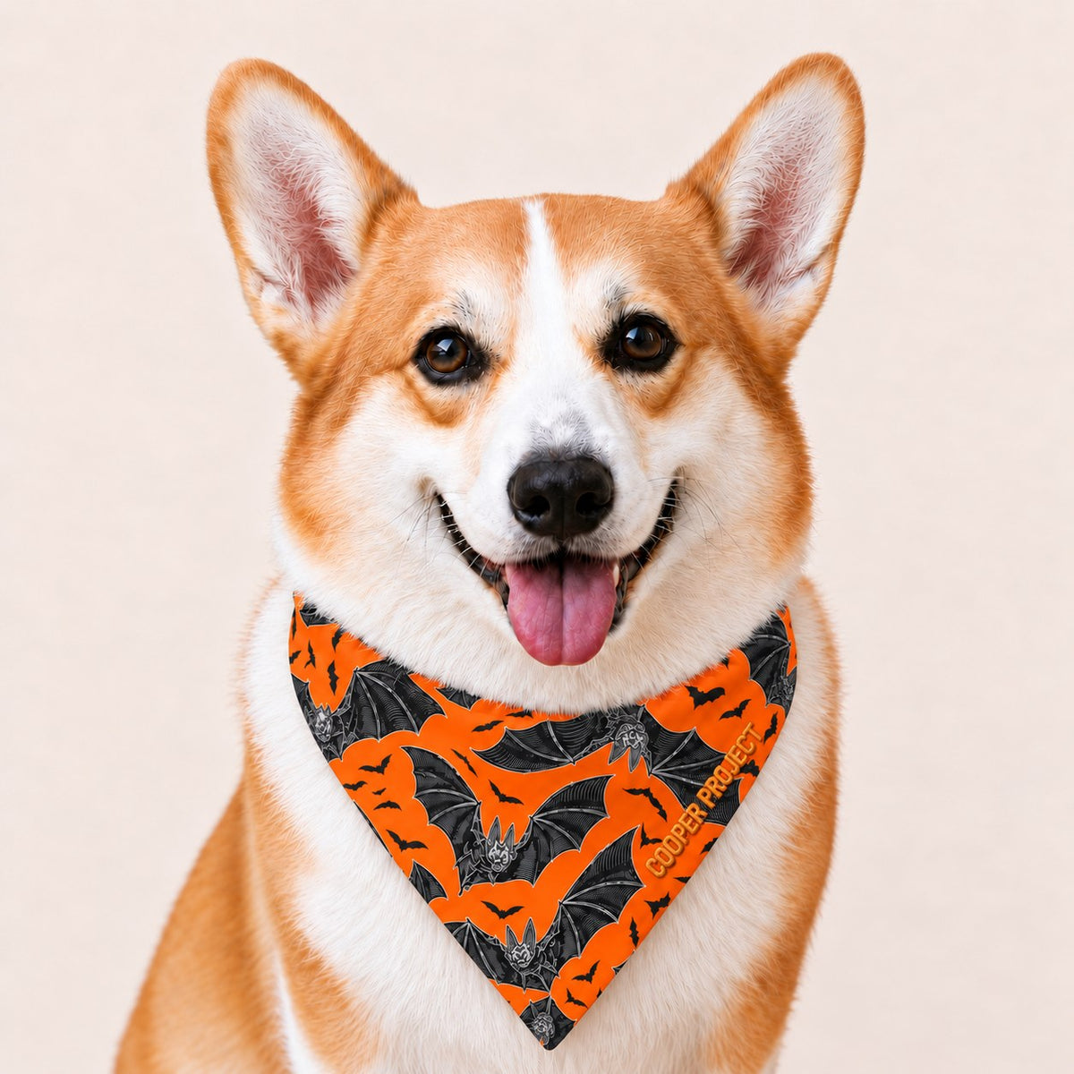 A corgi wearing the Vintage Bats Dog Bandana